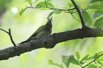 Lesser yellownape (Picus chlorolophus chloropus) is a type of woodpecker which is a widespread  in tropical and sub-tropical Asia. This photo was taken in North India.
