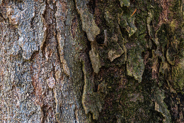 Close-Up Texture of Tree Bark with Natural Patterns