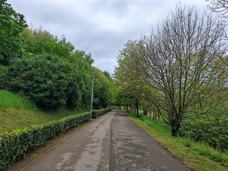 Tree-lined walking path in serene park