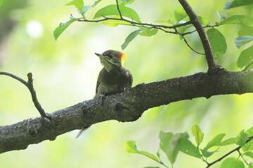 Lesser yellownape (Picus chlorolophus chloropus) is a type of woodpecker which is a widespread  in tropical and sub-tropical Asia. This photo was taken in North India.