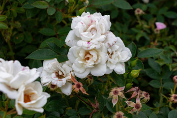 White color garden roses bush flower head cluster