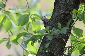 The grey-capped pygmy woodpecker (Yungipicus canicapillus mitchellii) is an Asian bird species of the woodpecker family (Picidae).This photo was taken in Northwest India.