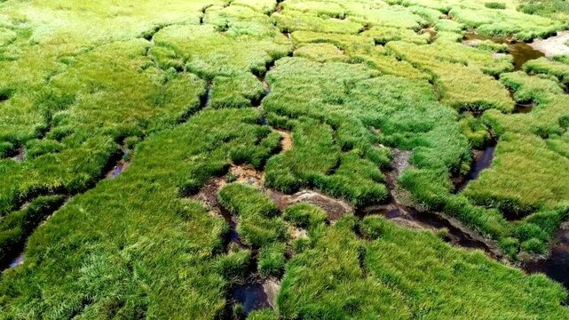 Aerial view of a lush green marshland with small streams of water flowing through