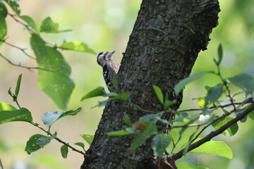 The grey-capped pygmy woodpecker (Yungipicus canicapillus mitchellii) is an Asian bird species of the woodpecker family (Picidae).This photo was taken in Northwest India.