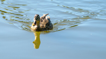 duck swimming in the water