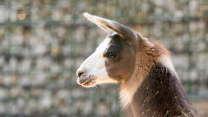 close up of a white alpaca