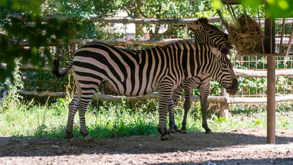 zebra eating grass