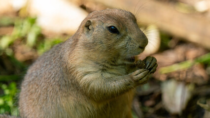 squirrel in the forest