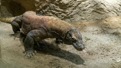 komodo dragon lizard