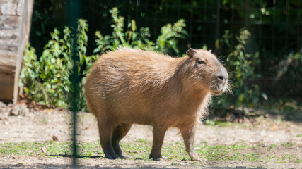 wild boar in the woods
