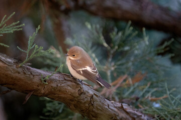robin on a branch