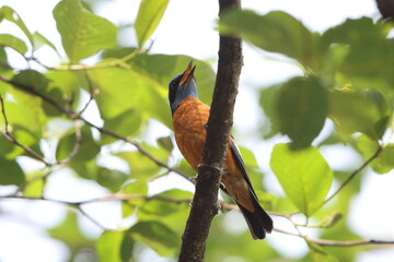 Blue-capped rock thrush (Monticola cinclorhyncha) is a species of bird in the family Muscicapidae. This photo was taken in North India.