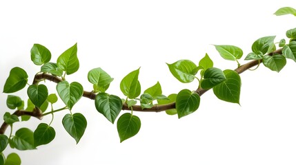 Fototapeta premium Green vine with heart shaped leaves on a white background
