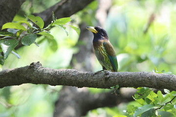 The great barbet (Psilopogon virens marshallorum) is an Asian barbet native to the Indian...