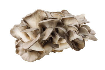Cluster of fresh oyster mushrooms on white background
