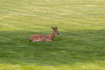 Buck White-Tailed Deer Lying Down In The Shade On A Hot Summer Day In Wisconsin
