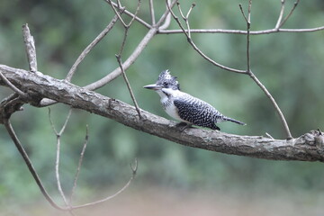 The crested kingfisher (Megaceryle lugubris continentalis) is a very large kingfisher that is native to parts of southern Asia. This photo was taken in North India.