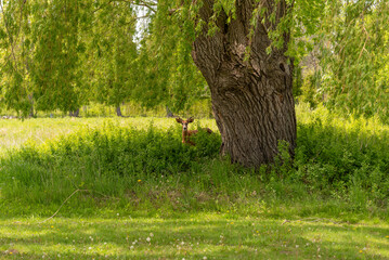 A White-tailed Buck Deer Feeding Beneath A Large Willow Tree In Spring In Wisconsin