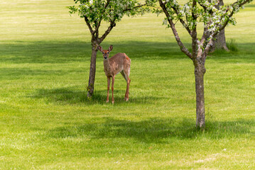 A Young White-Tailed Deer Still In Winter Coat Feeding Beneath A Small Tree In Spring In Wisconsin