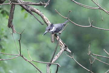 The crested kingfisher (Megaceryle lugubris continentalis) is a very large kingfisher that is native to parts of southern Asia. This photo was taken in North India.