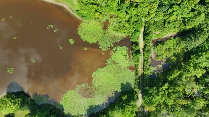 Aerial of Pond with Lillypads and Trees