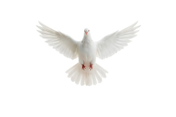 Obraz premium Dove in Flight: A pure white dove soars gracefully in mid-air, its wings elegantly outstretched, symbolizing peace, hope, and freedom.