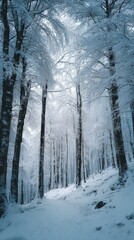 Snow-covered forest with tall trees in winter