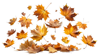 Scattered autumn maple leaves falling and resting on the ground, isolated on transparent background