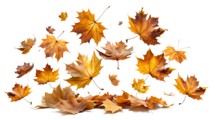 Scattered autumn maple leaves falling and resting on the ground, isolated on transparent background