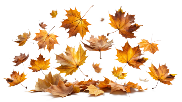 Scattered autumn maple leaves falling and resting on the ground, isolated on transparent background - Powered by Adobe