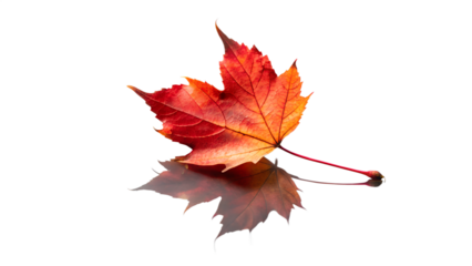 A single bright red and orange maple leaf with a stem, casting a shadow on a transparent background, isolated on transparent background