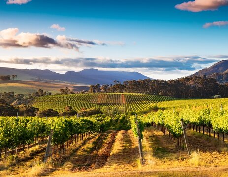 launceston vineyards enveloped by stunning natural scenery