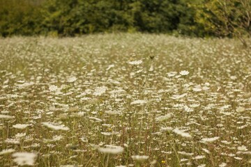 A field of the white flowers on a warm summer evening