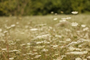 A field of the white flowers on a warm summer evening
