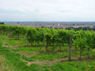 Obraz premium Ein Weingarten am Wilhelminenberg mit Blick über Wien. 