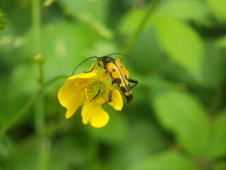 yellow long horn beetle summer garden