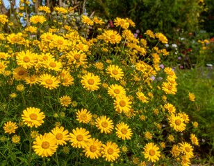 Obraz premium Bright yellow flowers in garden bed