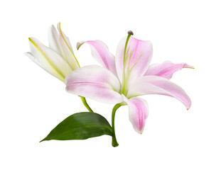 Pink lily flower, bud and green leaf isolated on white or transparent background