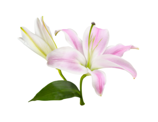 Pink lily flower, bud and green leaf isolated on white or transparent background