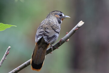Rufous-chinned laughingthrush (Ianthocincla rufogularis occidentalis) is a bird species in the family Leiothrichidae. This photo was taken in Northwest India.