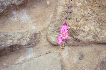 Bright pink flowers blooming on thin, brown stems against a rustic stone wall