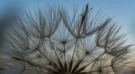 Fototapeta premium Macro close-up of delicate dandelion seed heads against a soft blue sky