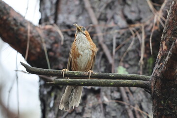 Rusty-cheeked Scimitar-Babbler (Erythrogenys erythrogenys erythrogenys) in Northwest India.