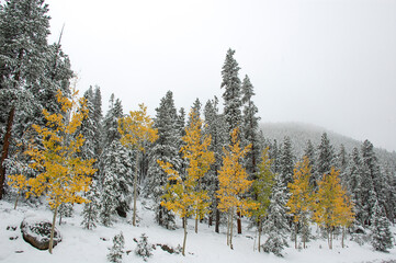 Winter Aspen Trees in the Snow covered mountains of Colorado