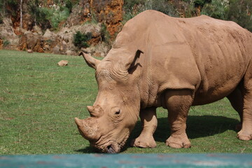 rinoceronte