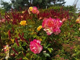 Colorful flower bed with Rosa ‘Lampion’, Persicaria amplexicaulis ‘Dark Red’, and Spiraea japonica ‘Dart’s Red’. A vivid garden scene with roses, perennials, and ornamental shrubs in bloom