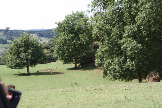 prado