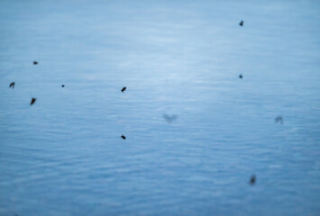 Small Insects Fly Over Bowman Lake At Sunset