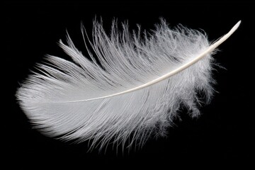 Obraz premium Delicate white feather resting on black background, showcasing intricate details of nature