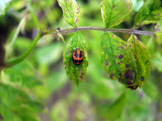 ladybird on leaf summer garden